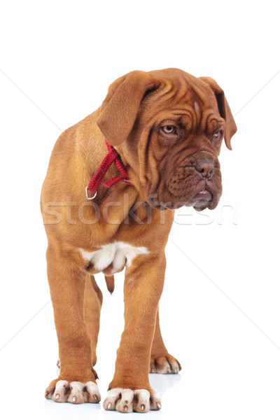 dogue de bordeaux puppy is standing  Stock photo © feedough