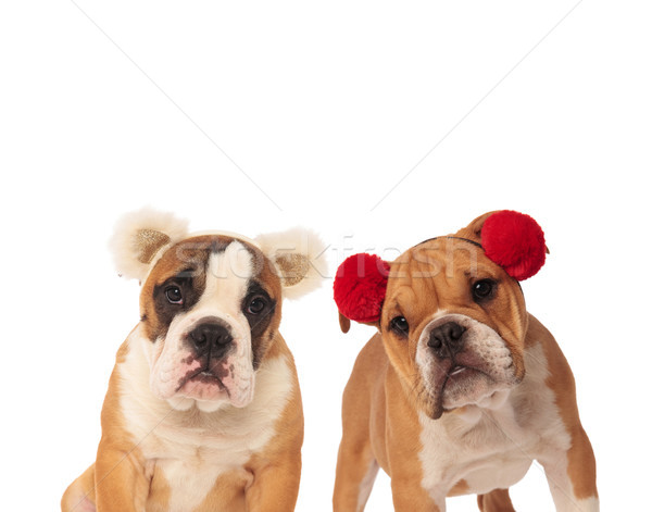 couple of english bulldogs wearing furry earmuffs Stock photo © feedough