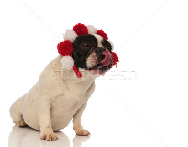 puppy wearing headband licks his nose and looks to side Stock photo © feedough