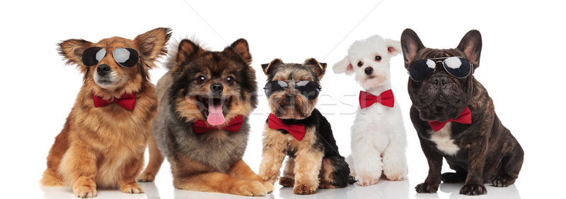 Cinco elegante perros diferente rojo Foto stock © feedough