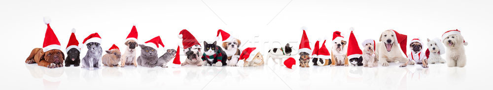 large group of animals waring santa claus hat  Stock photo © feedough