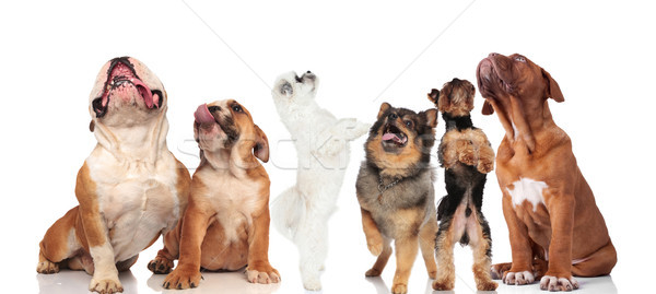 Echipă sase curios câini Imagine de stoc © feedough