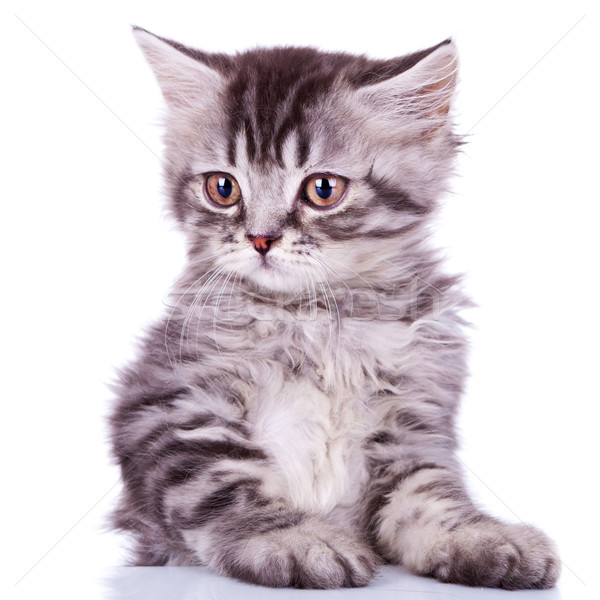 cute silver tabby baby cat Stock photo © feedough