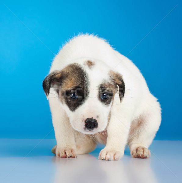 Foto stock: Tímido · assustado · pequeno · cachorro · estúdio · bebê