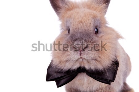  cute bunny wearing a black bow  Stock photo © feedough