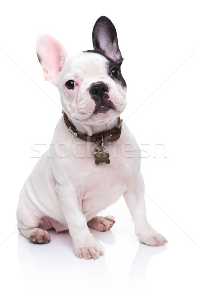 Foto stock: Adorável · francês · buldogue · cachorro · sessão · branco