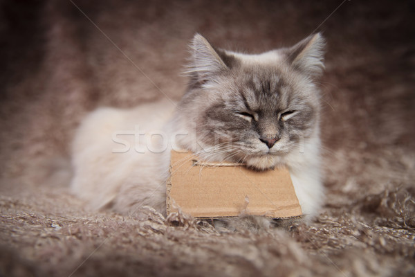 Somnoros fără adăpost pisică semna Imagine de stoc © feedough