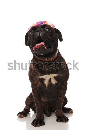 funny seated boxer with flowers crown looks up in awe Stock photo © feedough