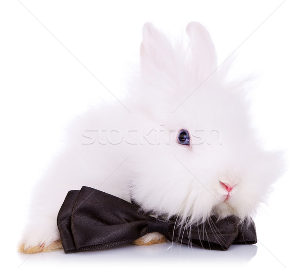 cute little rabbit  with neck bow Stock photo © feedough