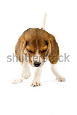 Stock photo:  beagle pup chewing