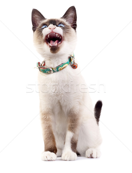 Gato gato siamés la boca abierta dientes Foto stock © feedough