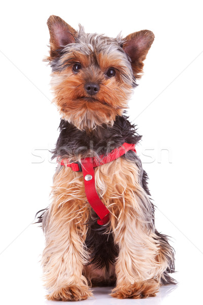 Adorable yorkshire cachorro perro cámara Foto stock © feedough