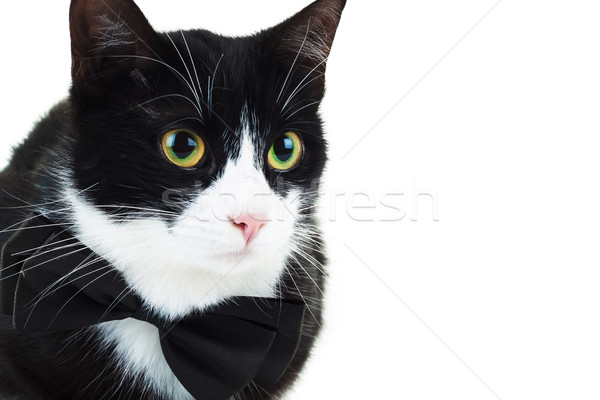 close up of a cute cat wearing bowtie  Stock photo © feedough