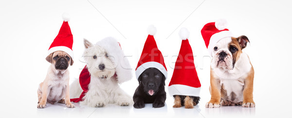 five little dogs wearing santa claus hats Stock photo © feedough