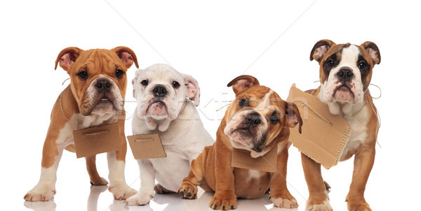 [[stock_photo]]: Quatre · peu · anglais · bulldog · chiots