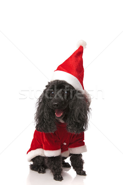 Foto stock: Adorável · papai · noel · poodle · sessão · branco · cão