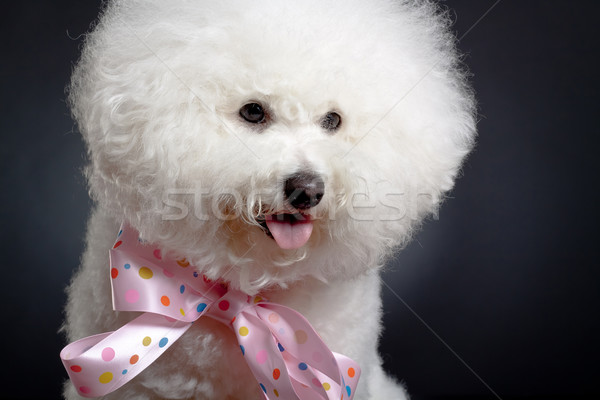 Stock photo: Bichon Frise looks adorable 