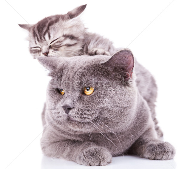 Kotek drzemka dorosły godny podziwu angielski Zdjęcia stock © feedough