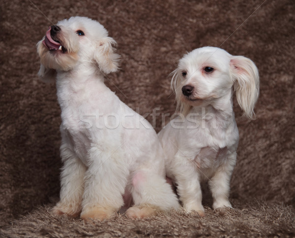 Funny blanco sentado Pareja lado Foto stock © feedough