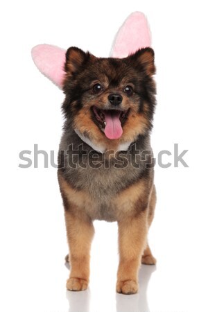 happy brown pom with easter bunny ears standing and panting Stock photo © feedough