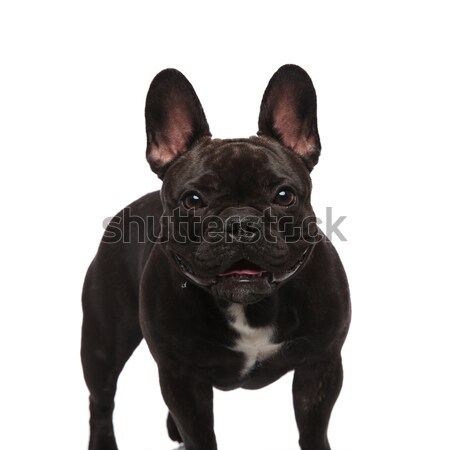 cute black french bulldog standing and panting Stock photo © feedough