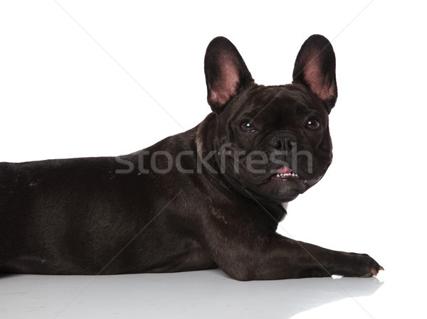 close up of side of cute panting french bulldog lying Stock photo © feedough