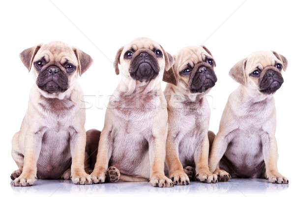 four precious pug puppy dogs Stock photo © feedough