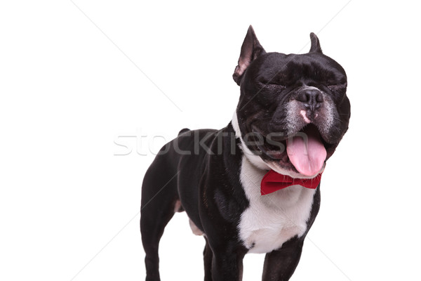Vicces francia bulldog csukott szemmel nyelv védtelen Stock fotó © feedough