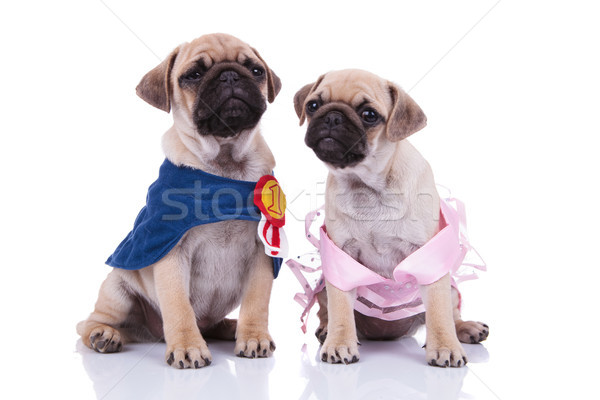 adorable seated pug couple looking in different directions Stock photo © feedough