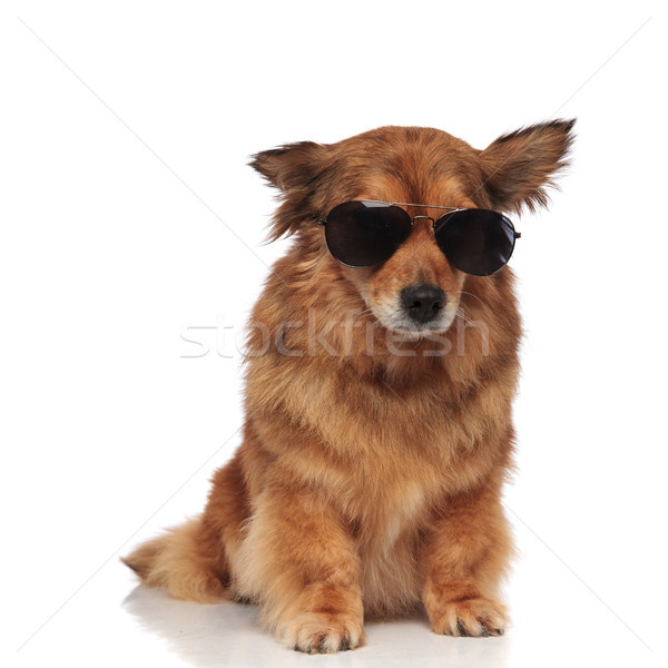 Fresco perro marrón gafas de sol abajo Foto stock © feedough