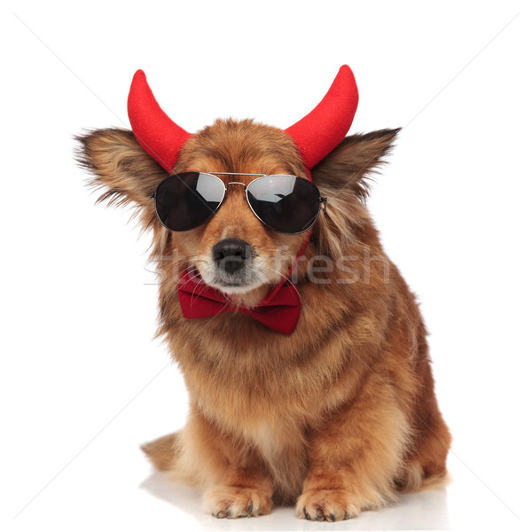 Imádnivaló vicces barna kutya hideg gonosz elegáns Stock fotó © feedough