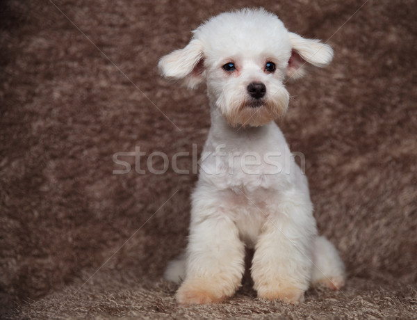 Foto stock: Adorable · peludo · blanco · lado · marrón