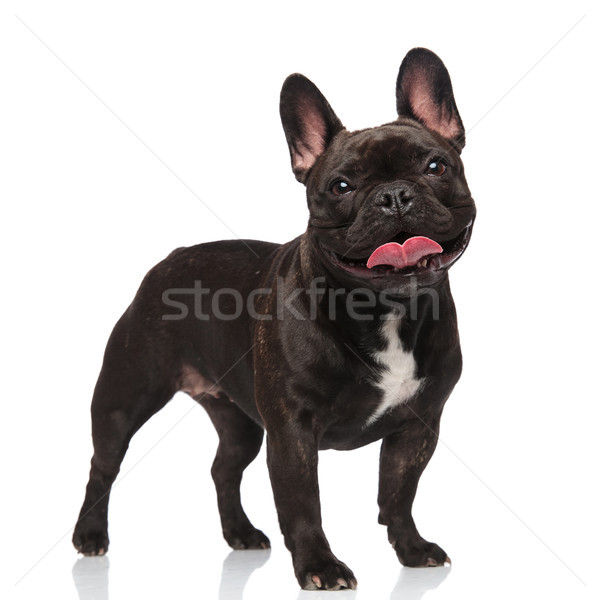 cute panting french bulldog standing and looking happy Stock photo © feedough