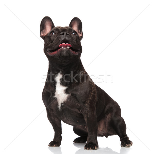 surprised french bulldog looks up with mouth open Stock photo © feedough