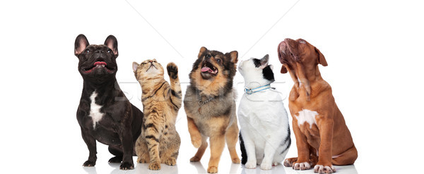 five curious pets look up on white background Stock photo © feedough