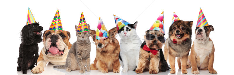 adorable team of birthday pets of different breeds Stock photo © feedough