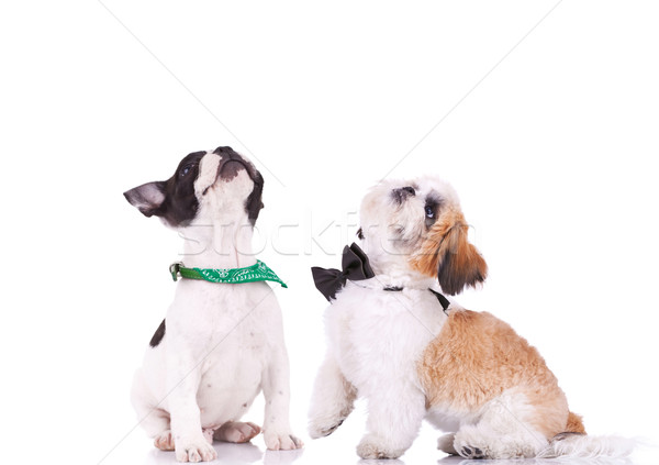 two curious puppies are looking up Stock photo © feedough