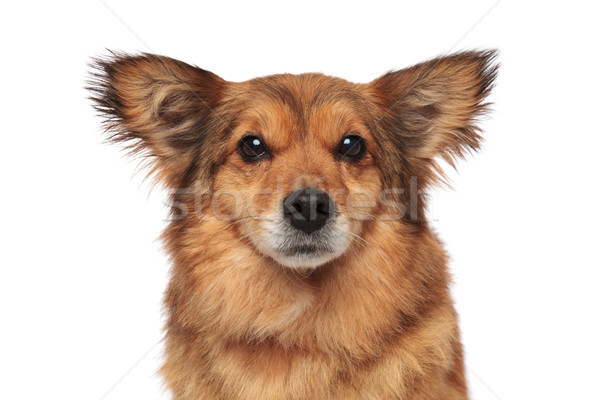 Foto stock: Marrom · peludo · cão · engraçado · orelhas