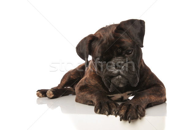 curious black boxer looks down while lying Stock photo © feedough