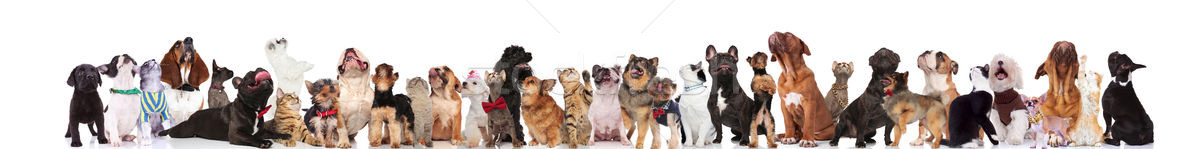 Stock photo: many curious pets wearing bowties and collars look up