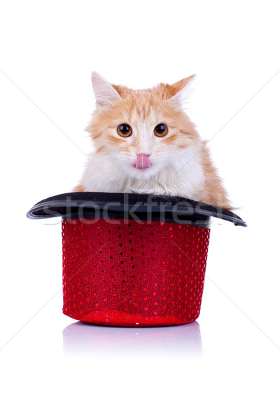 Stock photo: cat licking its nose