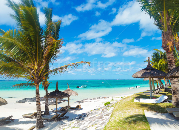 rocky beach of mauritius with palm trees and deckchairs  Stock photo © feedough