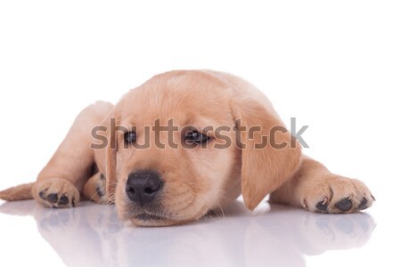 Aanbiddelijk labrador retriever puppy hond witte Stockfoto © feedough