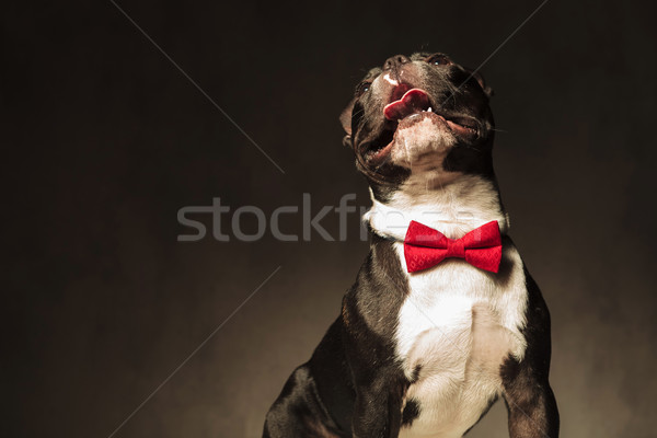 adorable french bulldog wearing elegant bow looks up Stock photo © feedough