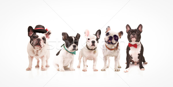 group of five adorable french bulldogs  Stock photo © feedough