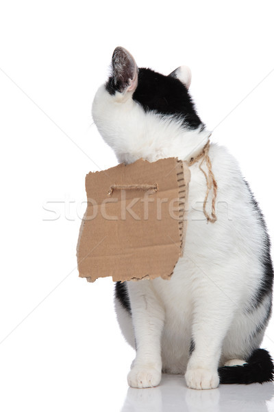 Geschnitten Bettler Katze Sitzung schauen hinter Stock foto © feedough