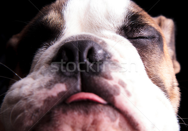 Liebenswert Englisch Bulldogge Kopf Zunge ausgesetzt Stock foto © feedough