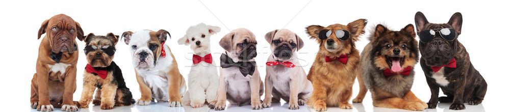cute group of many adorable dogs wearing bowties Stock photo © feedough