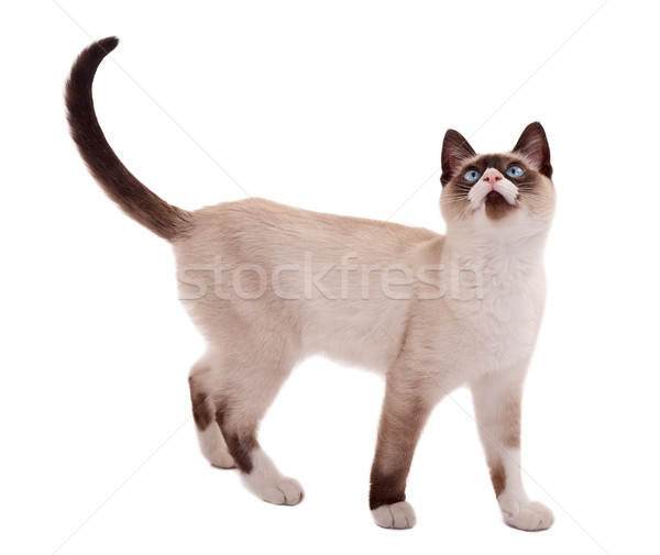 ストックフォト: かわいい · シャム猫 · 立って · 画像 · 白 · 見える