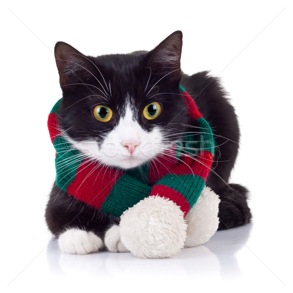 黒白 猫 下向き 愛らしい 着用 ストックフォト © feedough